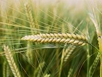 Barley å¤§éº¦