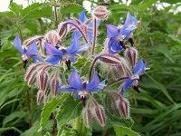 Borage ç‰ç’ƒè‹£