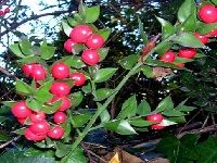 Butchers Broom å‡å¶æ ‘