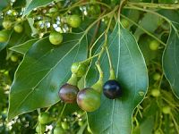 Camphor æ¨Ÿè„‘