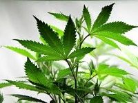 Cannabidiol å¤§éº»