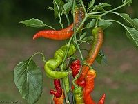 Capsicum çº¢è¾£æ¤’