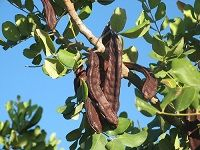 Carob è±†è§’