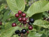 Cascara é¼ æŽ