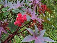 Castor Bean è“–éº»å­