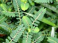 Chanca Piedra çç è‰