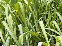Citronella Oil é¦™èŒ…æ²¹