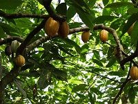 Cocoa å¯å¯