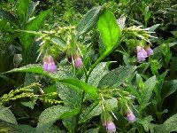 Comfrey èšåˆè‰