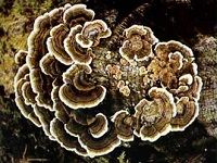 Coriolus Mushroom äº‘èŠè˜‘è‡