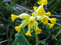 Cowslip è¥¿æ´‹æ¨±è‰