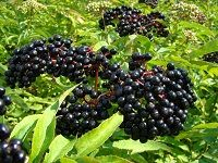 Elderberry (Sambucus) æŽ¥éª¨æœ¨
