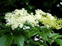 Elderflower æŽ¥éª¨æœ¨èŠ±