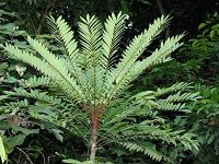 Eurycoma Longifolia ä¸œé©é˜¿é‡Œ