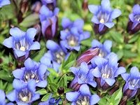 Gentiana é¾™èƒ†