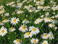 German Chamomile å¾·å›½æ´‹ç”˜èŠ
