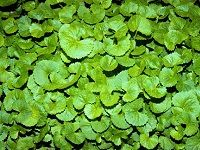Gotu Kola ç§¯é›ªè‰