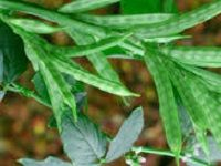 Guar Gum ç“œå°”èƒ¶