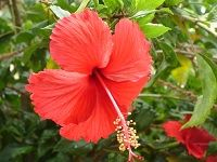 Hibiscus æ§¿