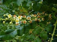 Indian Frankincense å°åº¦ä¹³é¦™