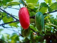 Ivy Gourd å¸¸æ˜¥è—¤è‘«èŠ¦