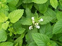 Lemon Balm æŸ æª¬é¦™èœ‚è‰