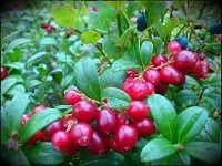 Lingonberry çº¢è±†è¶Šæ©˜