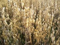 Oats ç‡•éº¦