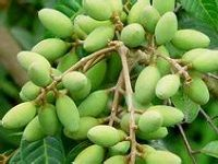 Olive æ©„æ¦„