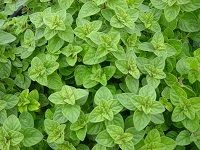 Oregano ç‰›è‡³
