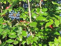 Oregon Grape ä¿„å‹’å†ˆè‘¡è„