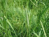 Phleum Pratense çŒ«å°¾è‰