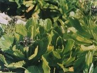 Picrorhiza èƒ¡é»„è¿ž