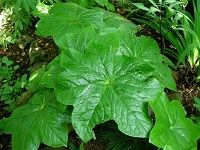 Podophyllum é¬¼è‡¼