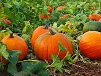 Pumpkin å—ç“œ