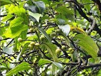 Pygeum è‡€æžœæœ¨