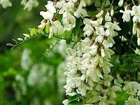 Quercetin æ§²çš®ç´ 