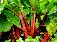 Rhubarb å¤§é»„