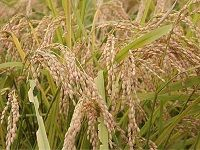 Rice Bran ç±³ç³ 