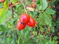 Rose Hip çŽ«ç‘°æžœ