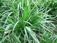 Rye Grass é»‘éº¦è‰
