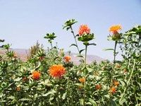Safflower çº¢èŠ±
