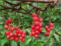 Schisandra äº”å‘³å­