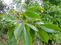 Slippery Elm æ¦†