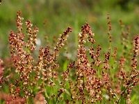 Sheep Sorrel ç¾Šé…¸æ¨¡