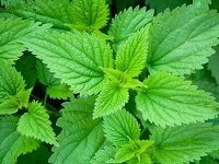 Stinging Nettle è¨éº»