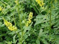 Sweet Clover è‰æœ¨çŠ€