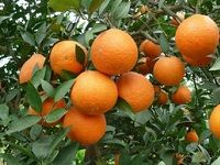 Sweet Orange ç”œæ©™