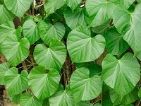 Tinospora Cordifolia å¿ƒå¶é’ç‰›èƒ†