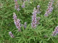Vitex Agnus-Castus ç©—èŠ±ç‰¡è†